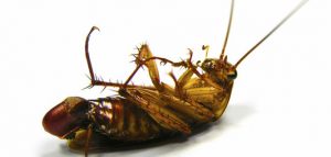 The Importance of Commercial Pest Control