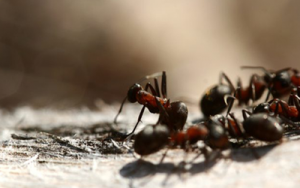 4 Effective Home Remedies To Prevent Ant Invasion