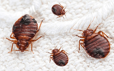 Going On Vacations? 5 Wise Tips To Eliminate Bed Bugs