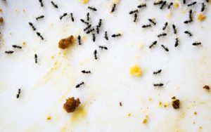 Can Ant Infestation Pose Health & Property Hazards?