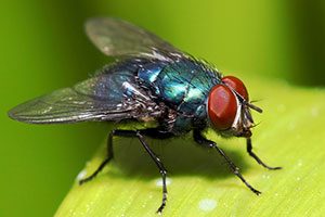 A Green Bottle Fly