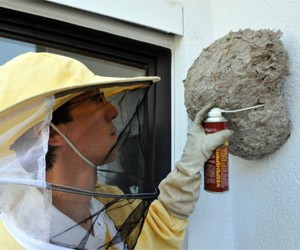 Pest Control Hamilton - A pest exterminator exterminating a wasp nest. 