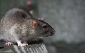 3 Proven Ways to Prevent Mice Infestation