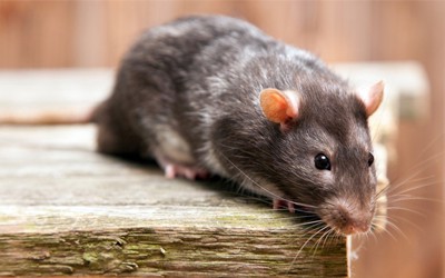 A Rat sitting on the corner of a wooden surface, ready to jump down