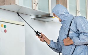 Four Reasons Why DIY Pest Control Is Not A Good Idea