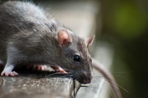 Rodent Control Services