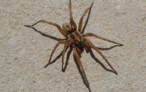 Smart Strategies To Keep Spiders Out Of Your Home