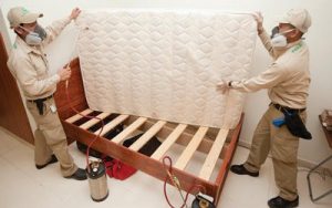 The truth behind bed bugs you did not know
