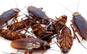 4 Elements That Attracts Cockroaches Towards Your Home