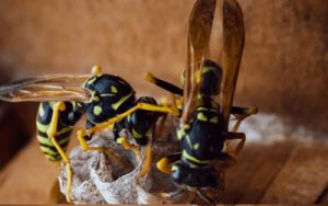 Hornets and Wasps