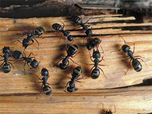 Carpenter Ant Pest Control
