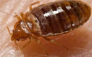 Bed-bugs-Infestation-Health-Problems-&-Prevention-Tips 