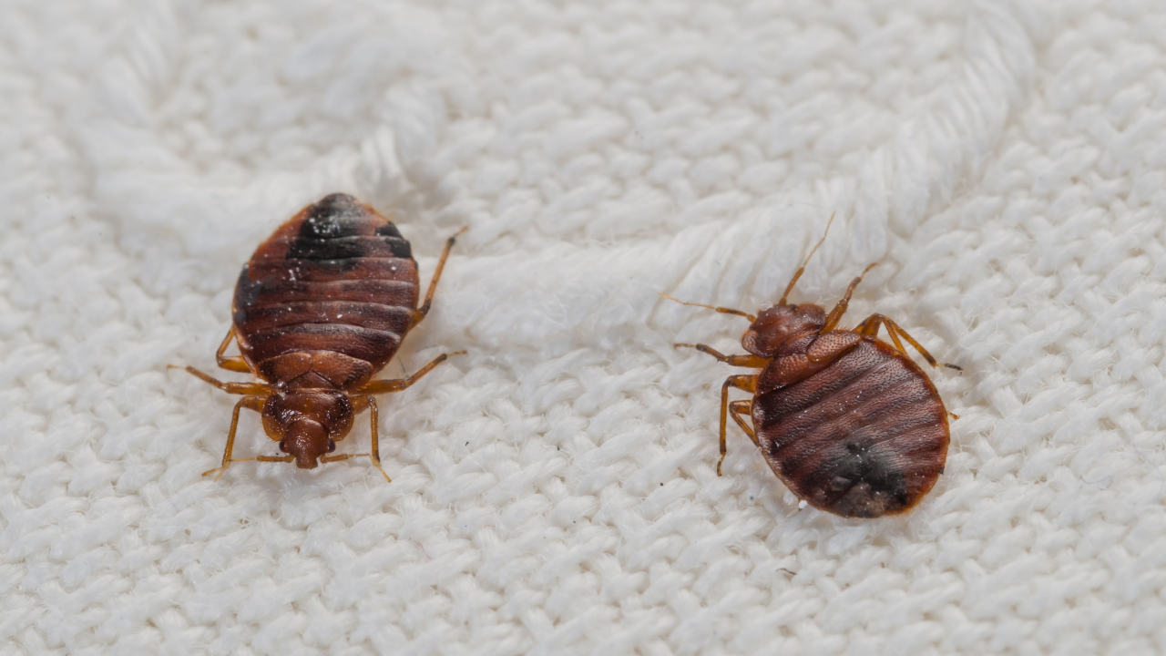 Bed bugs Infestation: Health Problems & Prevention Tips