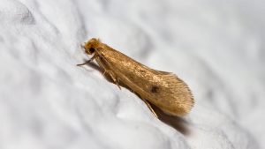 Is Moth Infestation Dangerous To Humans?