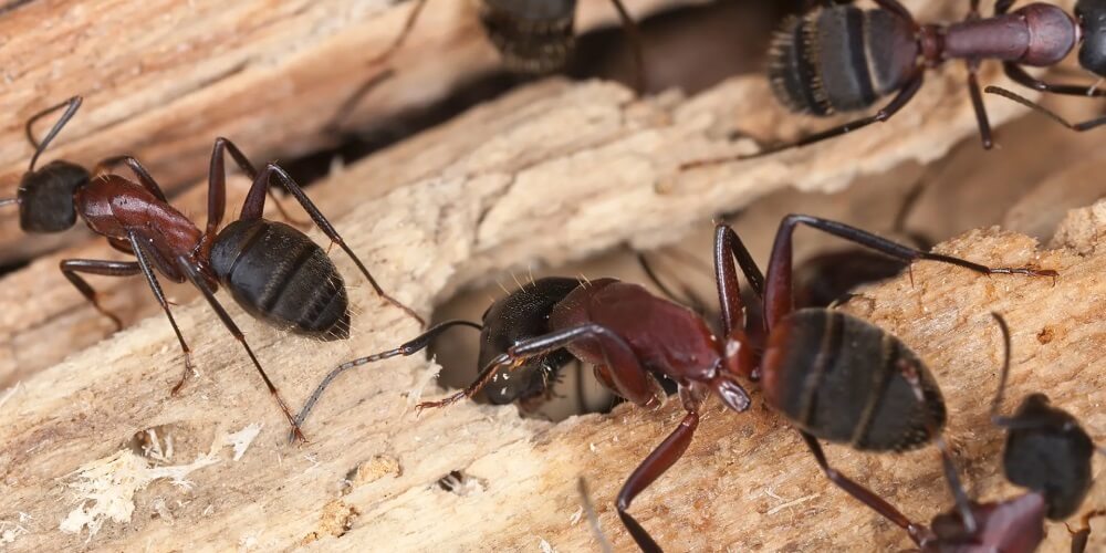 Carpenter Ant Extermination