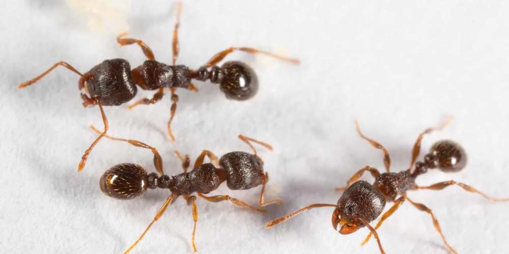 Pharaoh Ant Exterminator