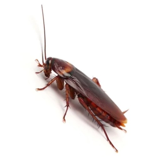 Cockroach Removal