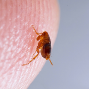 Fleas Extermination