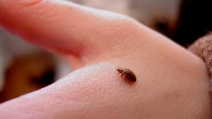 How to Identify and Treat Bed Bug Bites