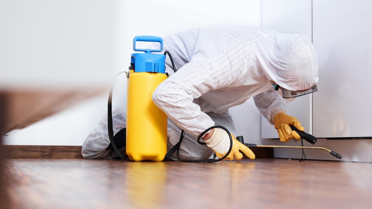 A Pest Control Technician Working On An Infestation