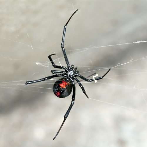 A Picture of a black widow spider in Ontario sitting on a web