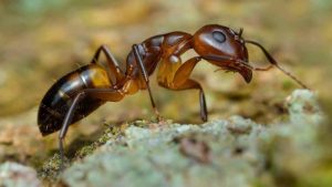 Argentine Ants in Ontario