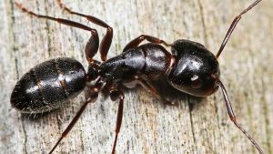 Black Carpenter Ants in Ontario