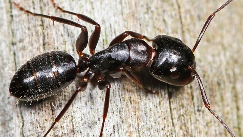 A Black Carpenter Ant