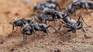 Types of Ants in Ontario and How to get rid of them