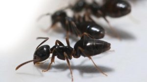 Odorous House Ants in Ontario