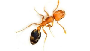 Pharaoh Ants in Ontario