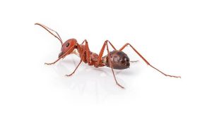 Thief Ants in Ontario