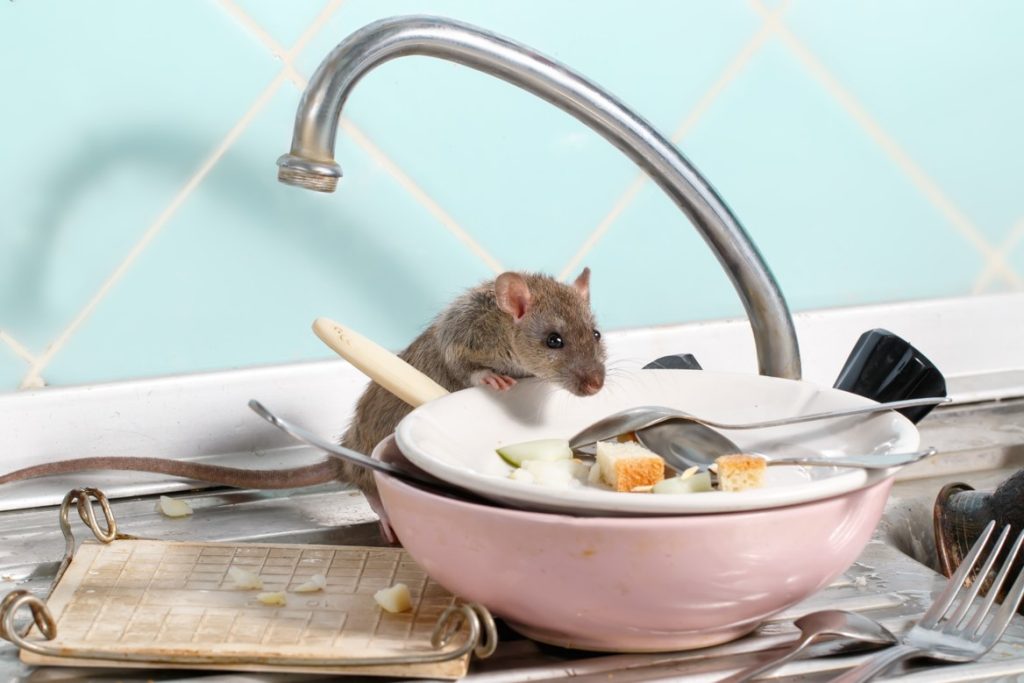 A rodent eating food out of dishes in the sink