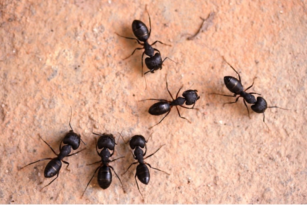 Pest Control & Extermination Services
