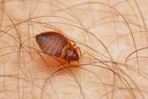Bed bug extermination services