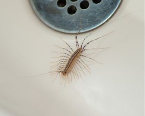 House Centipede In A Sink Going Towards The Drain