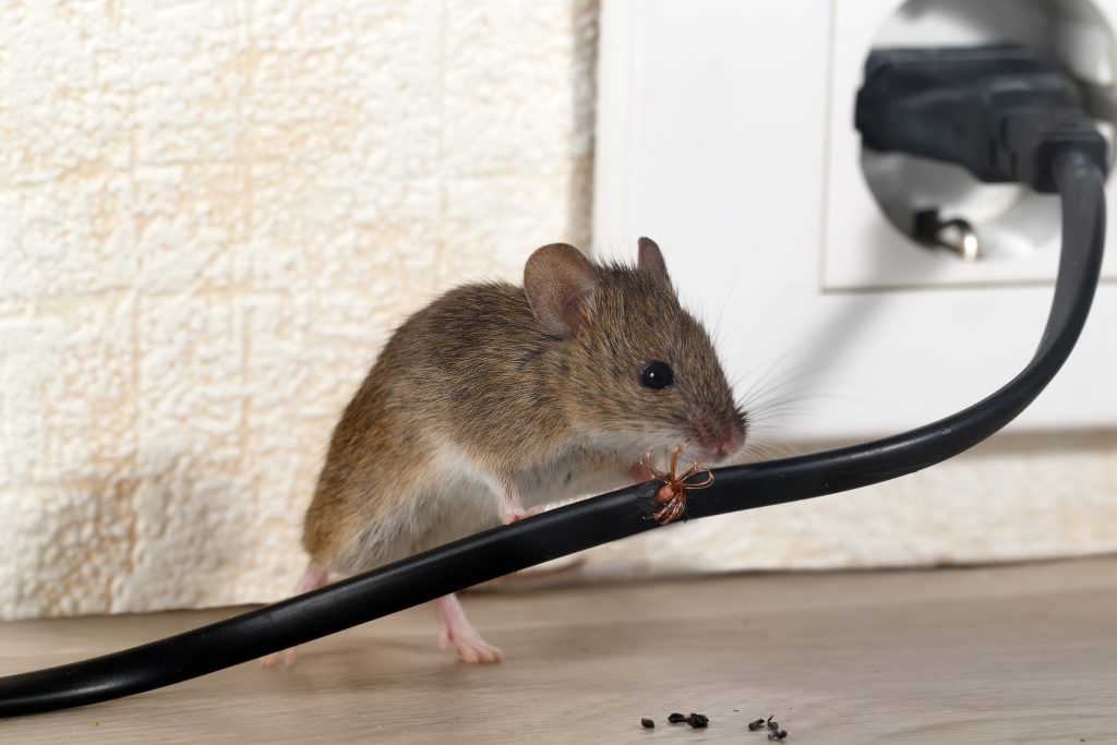 Mice & Rat Extermination Services