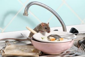 Mouse eating food off of dirty dishes in the kitchen sink