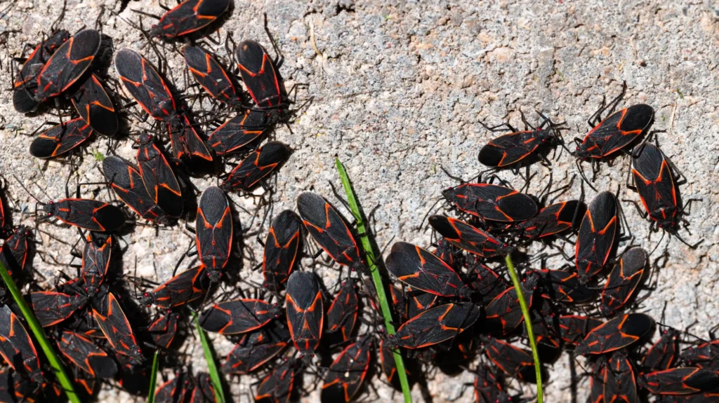 A large cluster of boxelder bugs sitting on a rocky surface outside