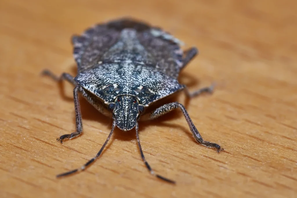 Stink Bug Sitting On A Wooden Table