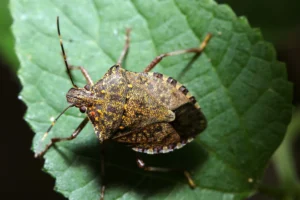 A Brown Marmorated Stink Bug sitting on a leaf