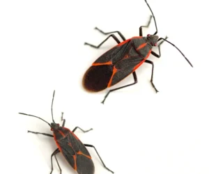 2 Boxelder Bugs sitting on a white background