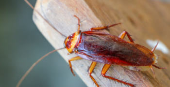 Cockroach Removal