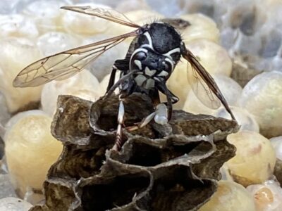 Wasp sitting on a nest