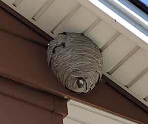 A wasp nest hanging from the soffit.