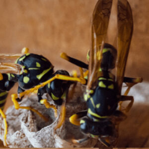 Wasps crawling inside a nest