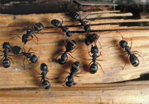 Carpenter Ant Pest Control